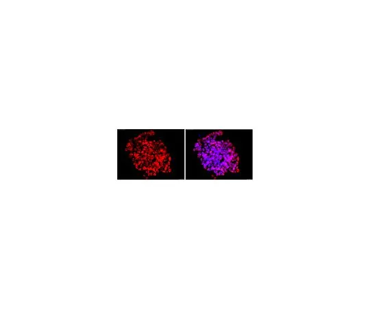 62-8496-61　抗DPPA-2,克隆6C1.2,Cy3共轭　MAB4356C3