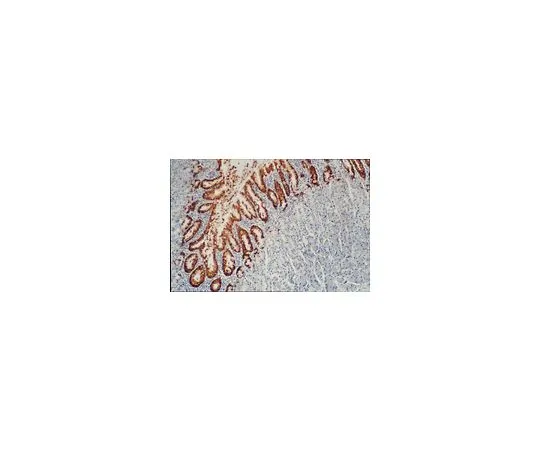 62-8492-85　抗粘蛋白MUC5AC,克隆CLH2;100μg　MAB2011