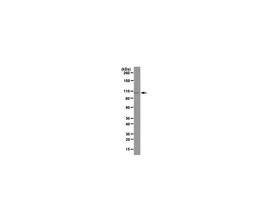 62-8505-19　抗Ago1,克隆4G7-E12;100μg　MABE143