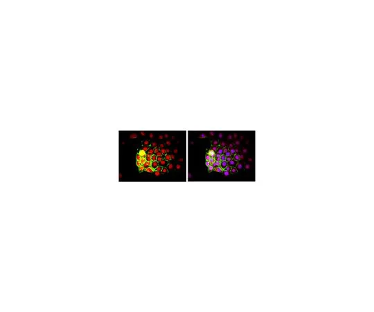 62-8490-73　抗核抗体，克隆235-1,生物素结合　MAB1281B
