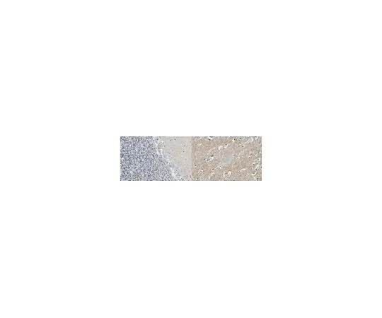 62-8521-63　抗CateninDelta-2抗体，克隆12B4　MABN2254