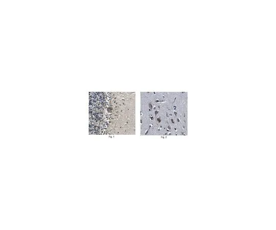 62-8520-99　反WWOX,克隆12G5　MABN1594