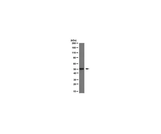 62-8527-11　抗乙酰α微管蛋白抗体，克隆6-11B-1　MABT868