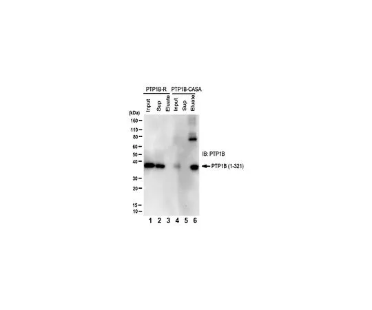 62-8522-66　抗PTP1B (Conformation-Sensing) ，克隆scFvs 45　MABS456