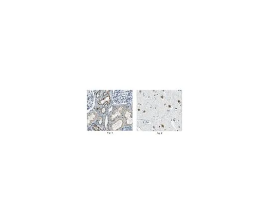 62-8519-62　抗淀粉样蛋白2,克隆5C9.3　MABN782