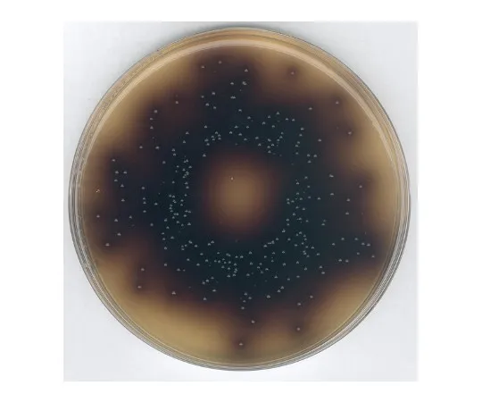 61-0205-44　微生物用胆盐杜父苷叠合琼脂培养基 (ISO7899-2合规性) 100072 500G　1.00072.0500