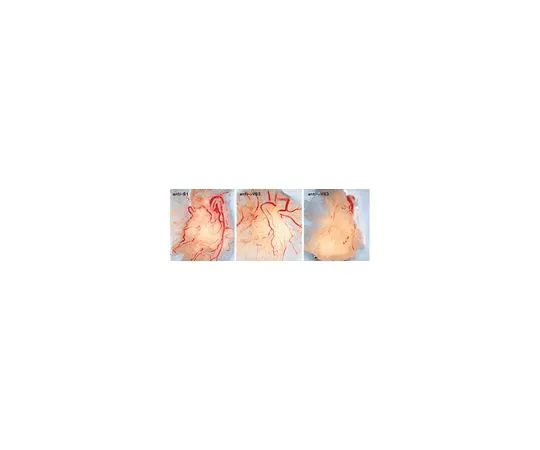 62-8492-63　抗整合素αVbeta3,克隆LM609;100μg　MAB1976