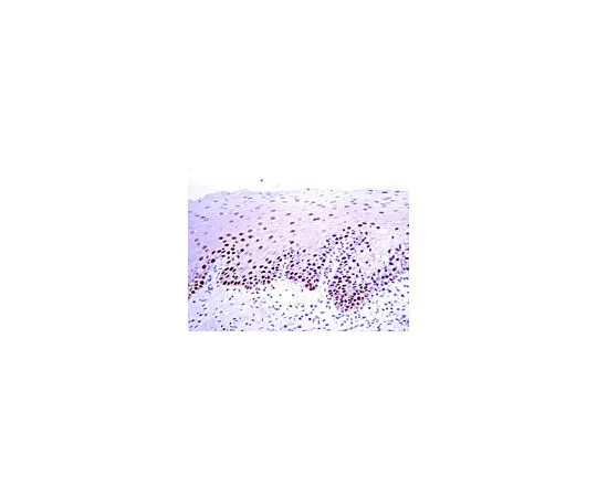 62-8489-44　抗PCNA,克隆PC10;500μg　MAB424