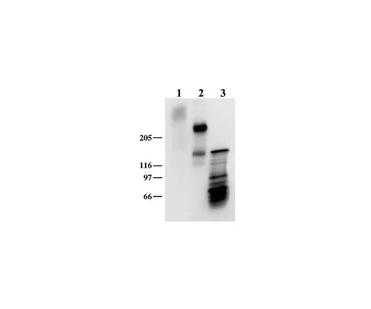 62-8497-22　抗神经病;50μg　MAB5234