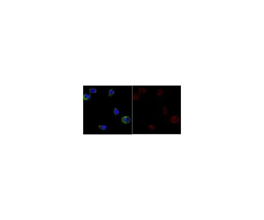 62-8488-90　反APPA4,a.a。APP{NT}抗体的66-81,克隆22C11, Alexa Fluor (R) 647共轭　MAB348-AF647