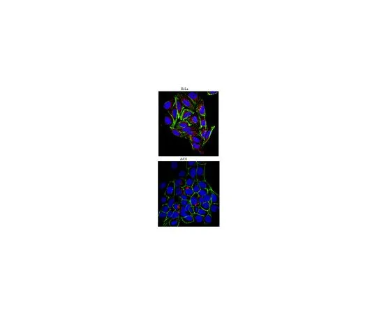 62-8492-31　抗硫酸乙酰肝素蛋白多糖，克隆A7L6;100μg　MAB1948P