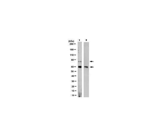 62-8522-54　抗PCSK9抗体，克隆9B3.1　MABS434