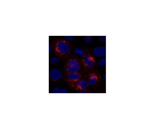62-8521-99　抗GPR177,克隆YJ5;100μL　MABS87