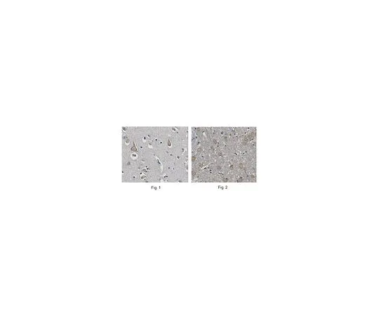 62-8516-77　抗BDNA,克隆5D4.1　MABN110