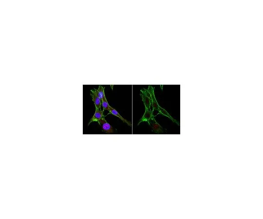 62-8508-74　抗Cas9抗体，NT抗体，克隆8C1-F10　MABE1669