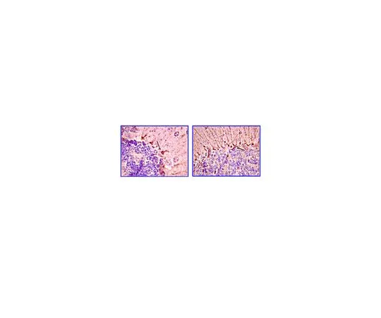 62-8493-43　反短笛，克隆4G3.3;100μg　MAB2226