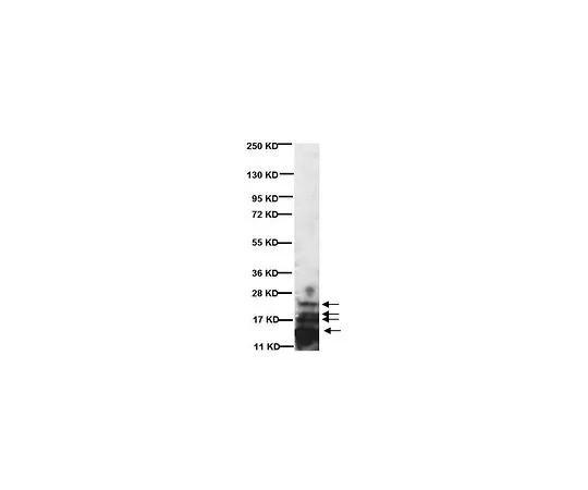 62-8489-28　抗髓鞘碱性蛋白，a.a。82-87;1毫升　MAB386