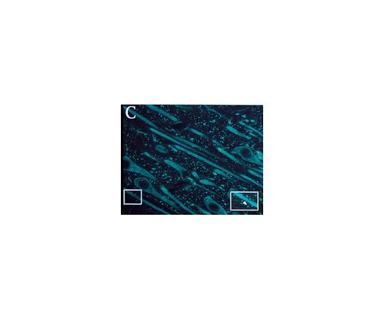 62-8489-23　抗谷氨酸受体5,6,7,克隆4F5;100μL　MAB379