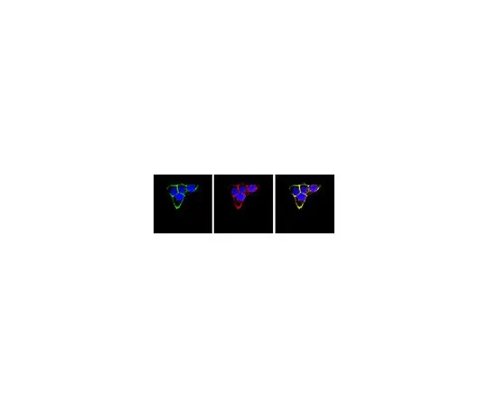 62-8493-56　抗整合素β1克隆6S6;100μg　MAB2253
