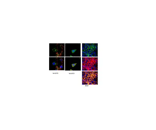 62-8480-16　抗整合素β1,克隆HMβ1.1;100μg　CBL1348