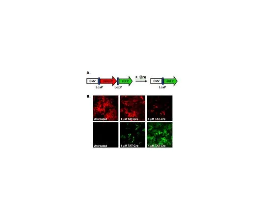 62-8532-91　TAT-CRE重组酶，1万单位/mL　SCR508