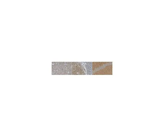 62-8520-72　抗GluR2抗体，克隆14C12.2　MABN1189