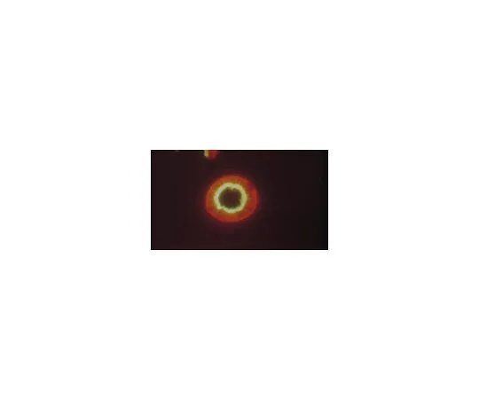 62-8494-40　抗Na+/H+交换剂-3,同种型NHE3,克隆4F5;100μg　MAB3136