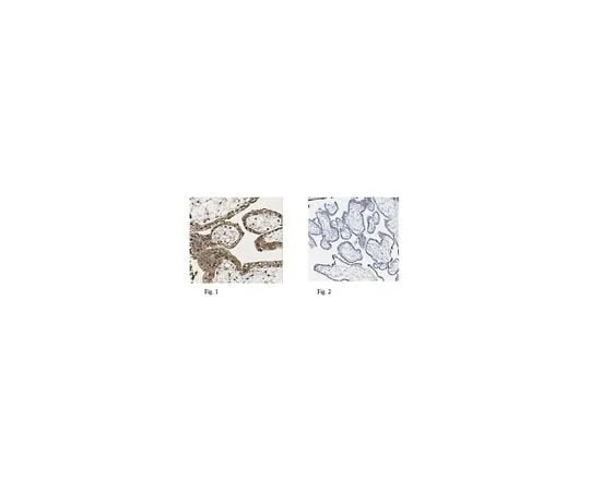 62-8522-35　抗GPR30,克隆2F2MABS279　MABS279