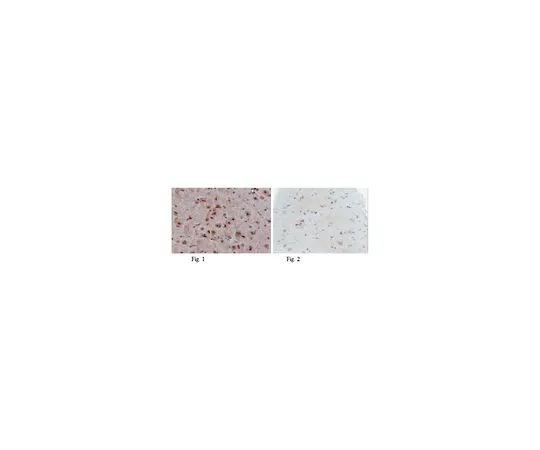 62-8505-94　抗p53 (野生型) ，克隆PAb1620;100μg　MABE339