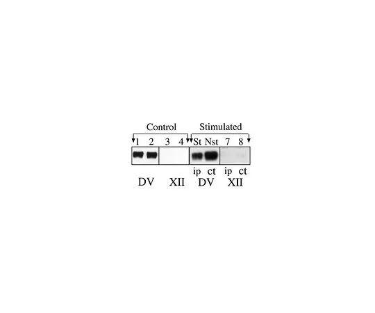 62-8497-56　抗多唾液酸NCAM,克隆2-2B;50μL　MAB5324