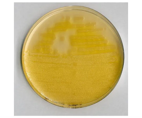 61-0202-60　假单胞菌琼脂F微生物学基础培养基110989 500G　1.10989.0500