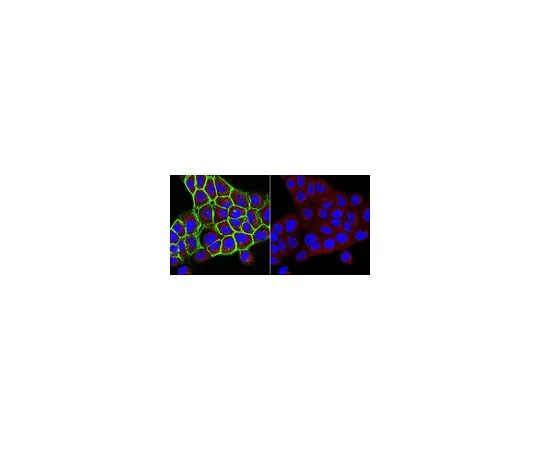 62-8503-93　抗UDP半 糖转运蛋白抗体，克隆1H10.1　MABC1205