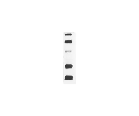 62-8531-23　OxyBlot (TM) 蛋白质标准;150μL　S7151
