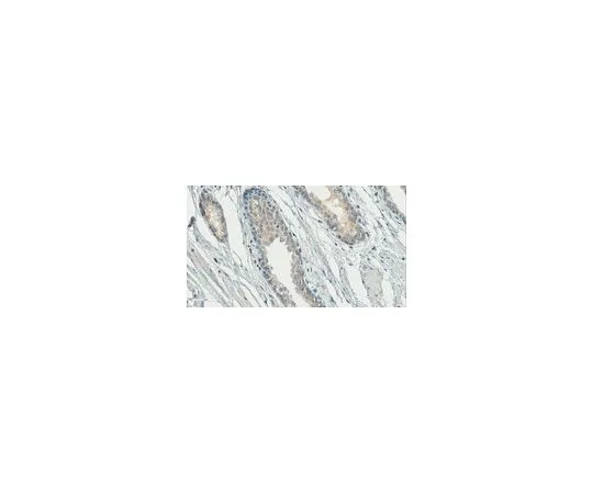 62-8498-02　抗促性腺激素释放激素抗体，NT,克隆HU11B (无腹水)　MAB5456-C
