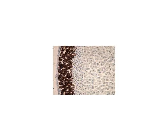 62-8498-58　抗细胞色素P450醛固酮合成酶，克隆1G5;500μL　MAB6021