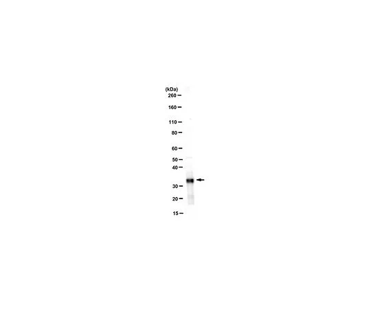 62-8516-96　抗合成蛋白-1,克隆4F4.1　MABN160