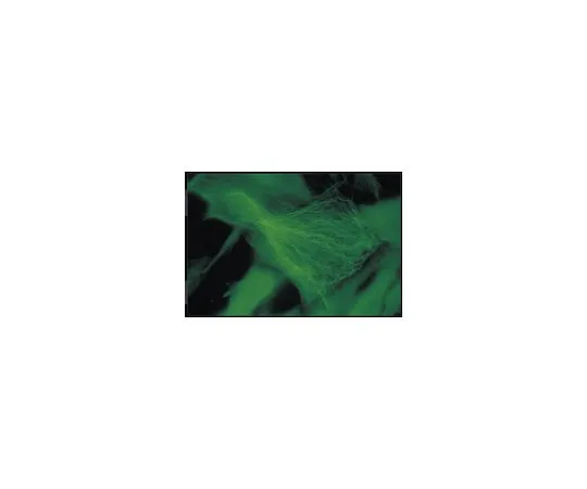 62-8491-78　Anti-Ankyrin,克隆Ank016;50μg　MAB1683