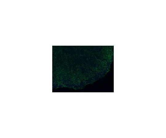 62-8496-63　抗TRA-1-60,克隆TRA-1-60, Alexa Fluor (R) 488共轭;100μL　MAB4360A4