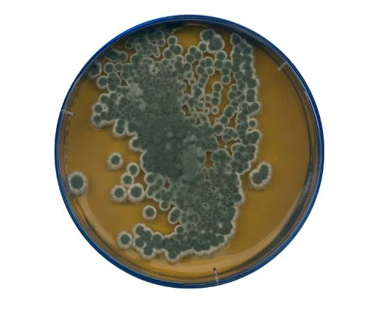 61-0200-59　微生物用麦芽提取琼脂培养基105398 500G　1.05398.0500