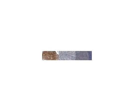 62-8525-03　抗Src-Like-Adaptor2 (SLA2) 抗体，克隆Z30P1F12*F4　MABS1922