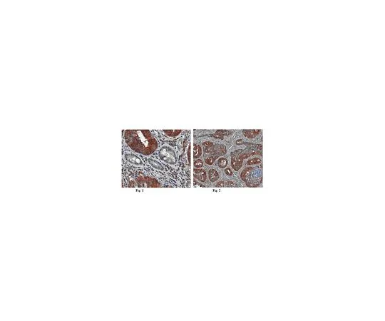 62-8501-24　Anti-Atg18 (WIPI-2) ，克隆2A2;100μL　MABC91