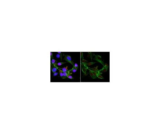 62-8508-73　抗Cas9抗体，CT抗体，克隆6G12-H11　MABE1668