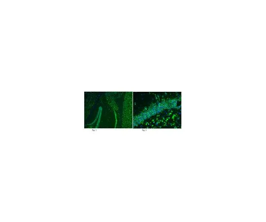 62-8489-39　抗GluR2,克隆6C4, Alexa Fluor (R) 488共轭;100μL　MAB397A4