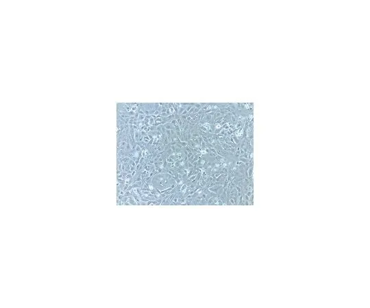 62-8534-37　胎儿牛血清，HL-1细胞筛查，500 mL　TMS-016-B