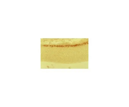 62-8497-68　反雷林，也是。164-496mreelin克隆G10;100μg　MAB5364
