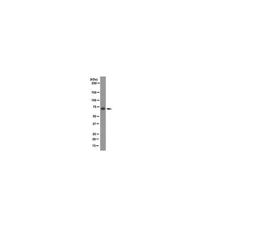 62-8500-16　抗LIMK1,克隆40/00-1B11-1-1;100μg　MAB10750
