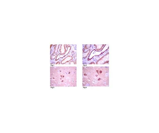 62-8493-61　抗合成蛋白-3,克隆1-146;100μg　MAB2258