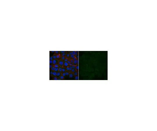 62-8491-52　抗Dynein抗体，IC,细胞溶质，克隆74.1, Alexa Fluor (R) 488共轭　MAB1618-AF488