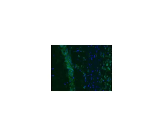 62-8498-13　抗滤泡性谷氨酸转运蛋白2,Alexa Fluor (R) 488 Conj。;100μL　MAB5504A4