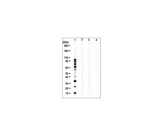 62-8522-62　抗线性泛素，克隆LUB9　MABS451